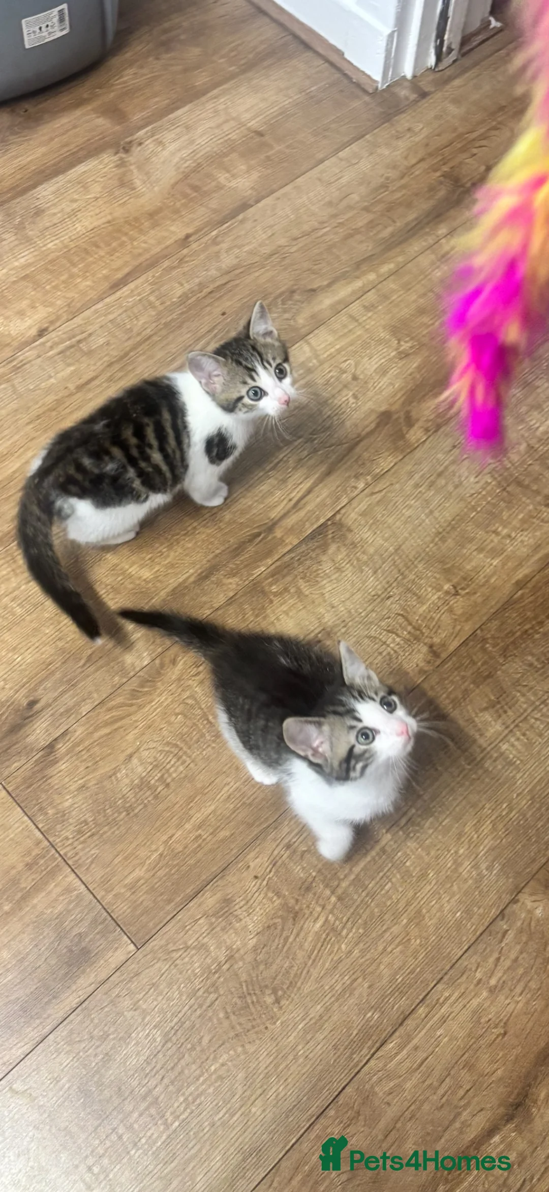 Domestic Shorthair cats for sale: Last male Kitten left in Inverness - Advert 2