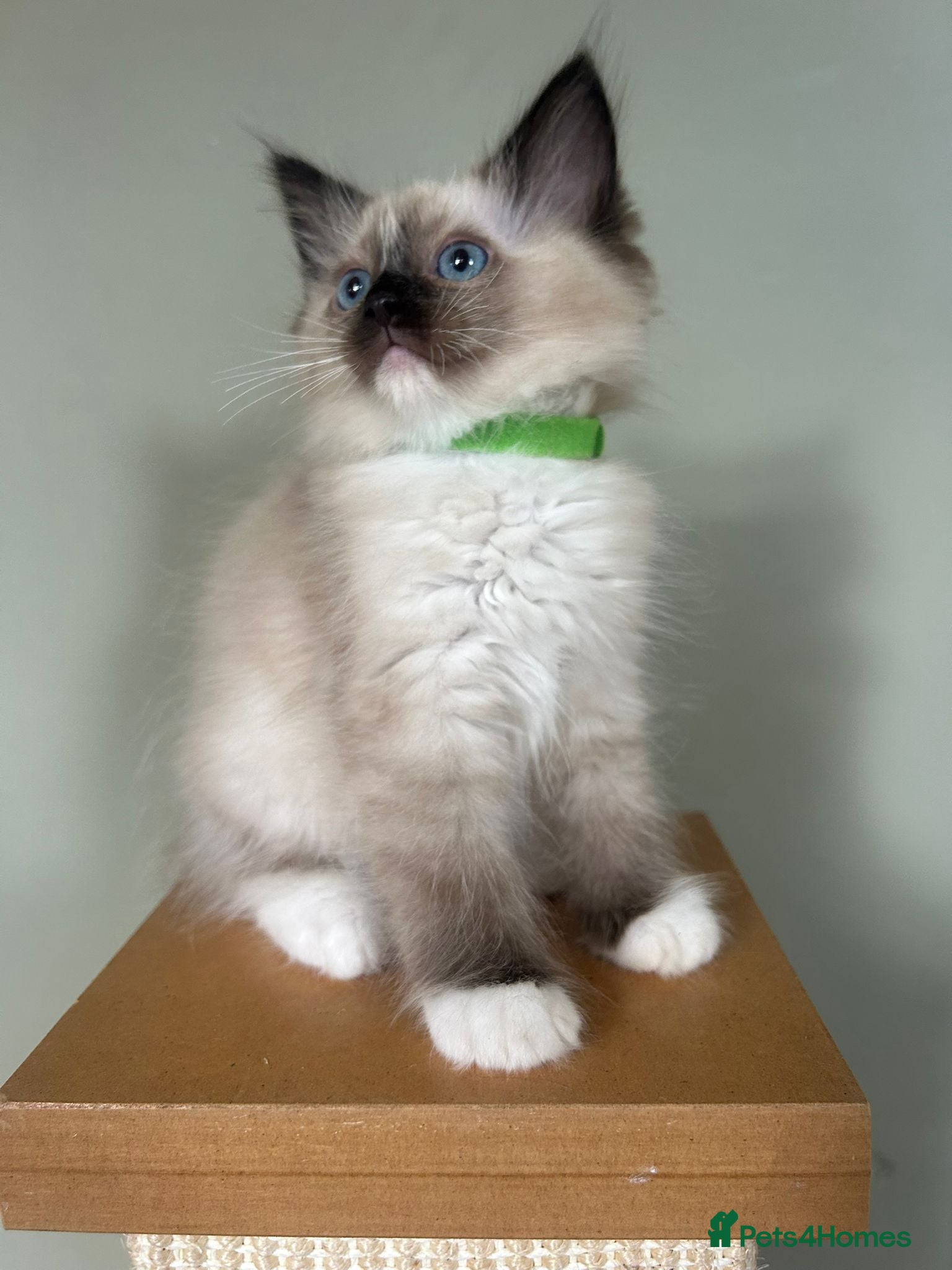 Ragdoll cats Adorable Pedigree Ragdoll Kittens - Advert 8