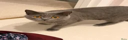 British Shorthair cats for sale: British Shorthair Kittens – Blue & Lilac 🐾 - Advert 4