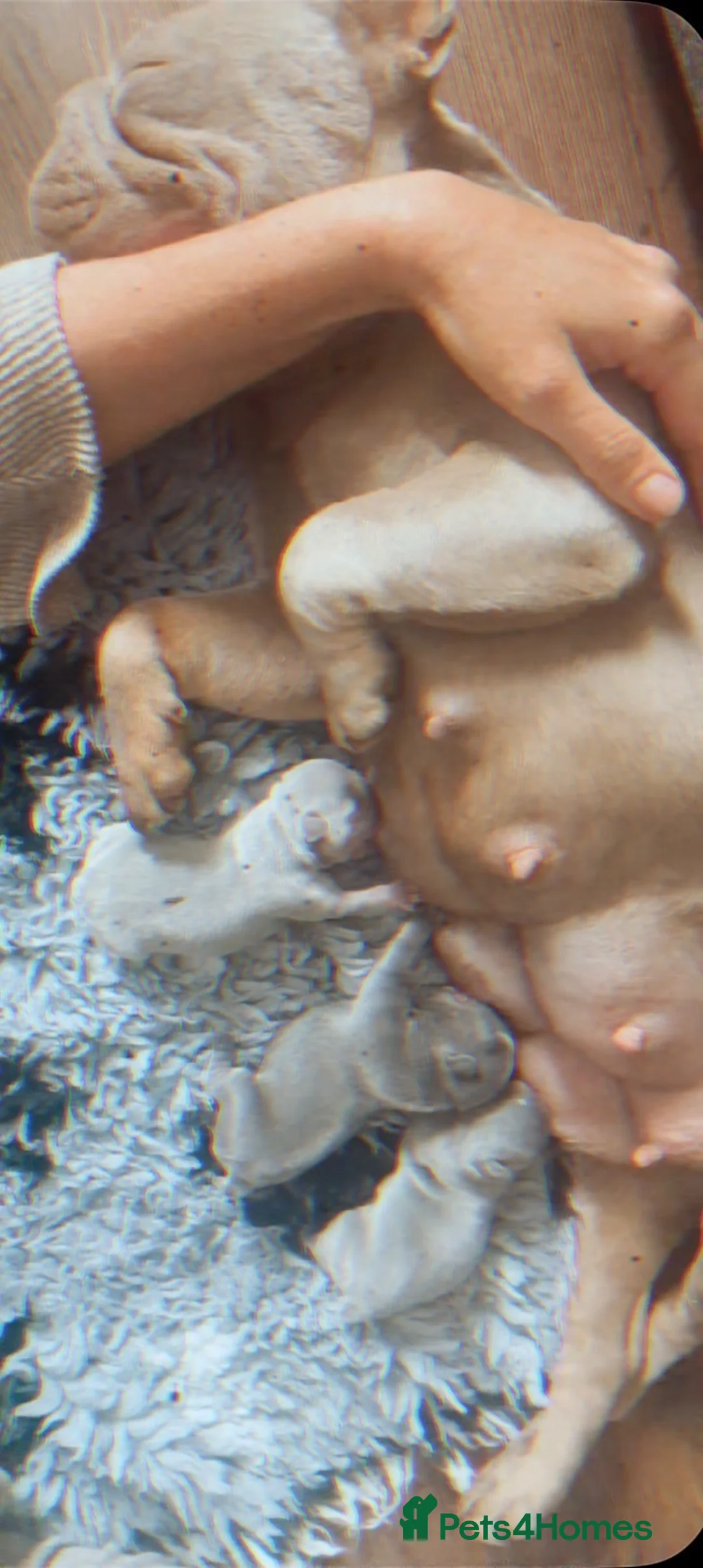 French Bulldog dogs for sale:  Unexpectedly Available – Voldemort - Advert 2