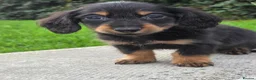 Miniature Dachshund dogs for sale: True longhaired minature dachshunds  - Advert 12