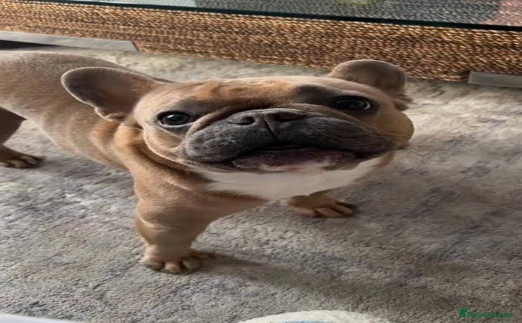 French Bulldog dogs - Advert 2