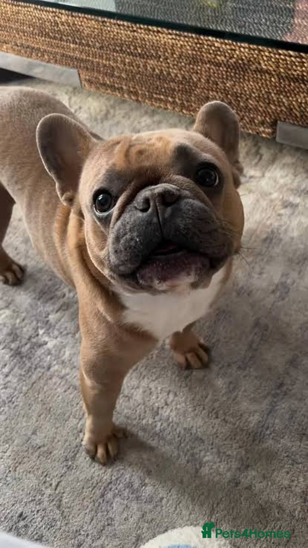 registered French Bulldog puppies available for sale in London