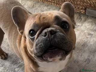 French Bulldog dogs - Advert 6