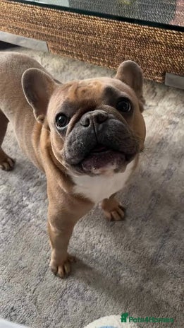 French Bulldog dogs - Advert 2