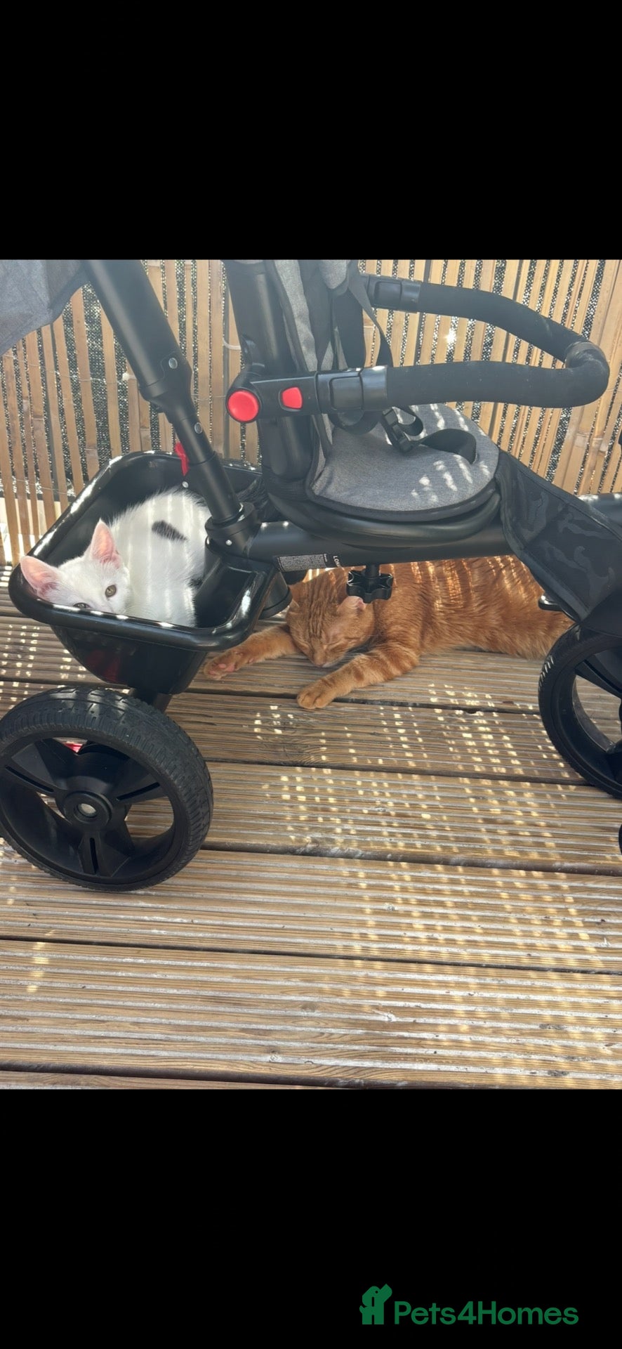 Mixed Breed cats Two boys looking to rehome - Advert 1