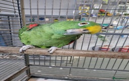 Parrots birds for sale: Buddy bird - Image 2