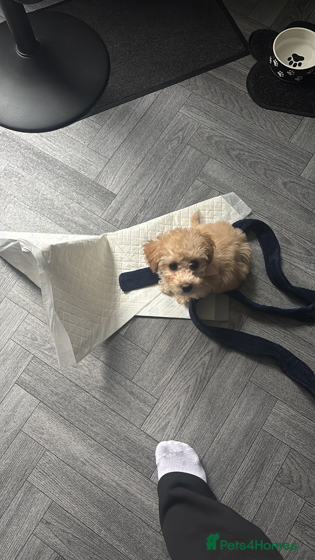 Poochon dogs for sale: Poochon  - Advert 5