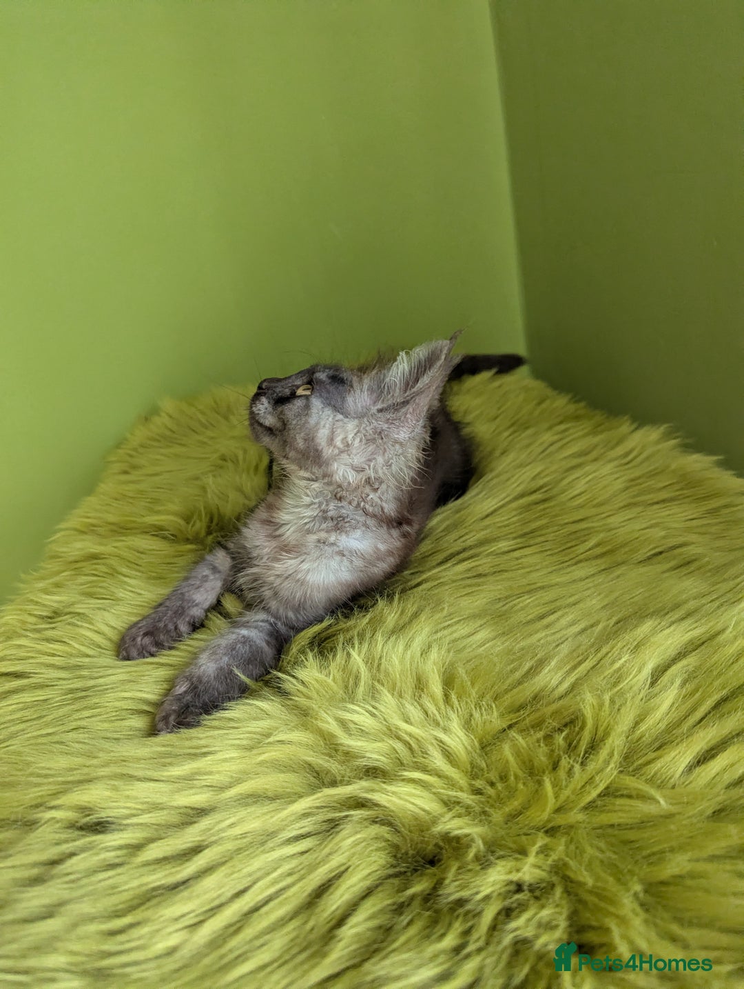 Maine Coon cats for sale: Beautiful Pedigree Maine Coon Kittens  - Image 11