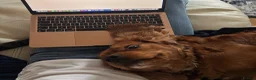 Cavalier King Charles Spaniel dogs for stud: Cavalier King Charles Spaniel for stud  - Advert 7