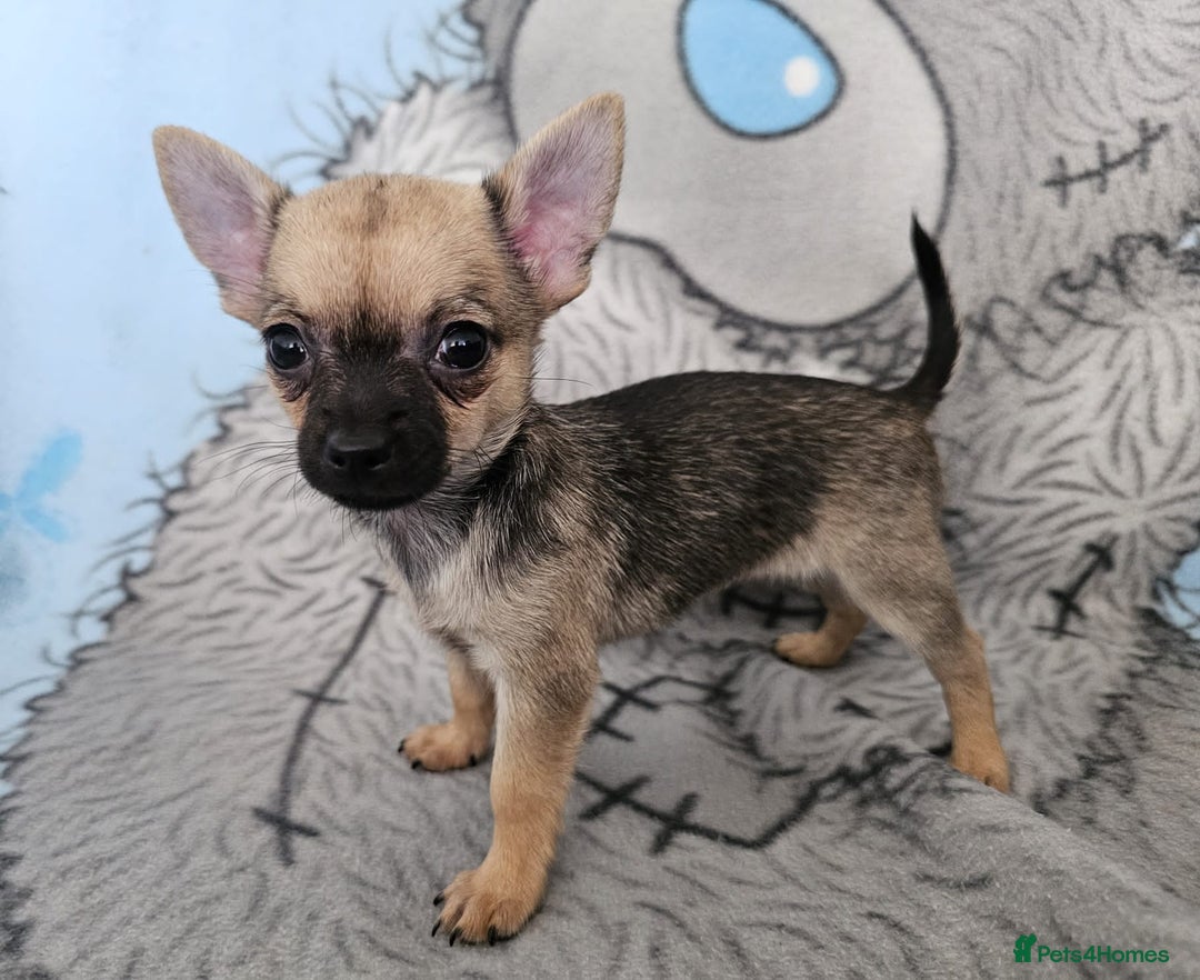 Chihuahua dogs for sale: Fully vaccinated extra mini Chihuahua puppies - Image 5