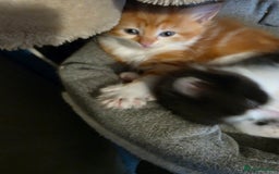Maine Coon cats for sale: Polydactyl mainecoon/ragdoll 1 male left  - Image 6