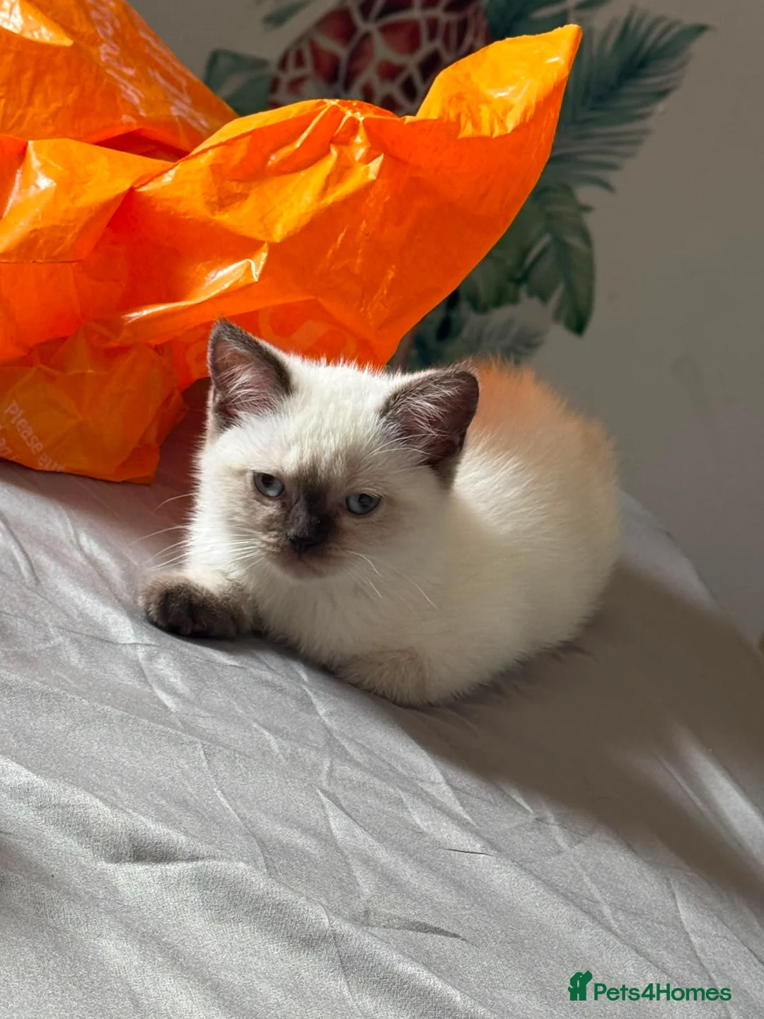 Scottish Fold cats for sale: Playful and Energetic kittens  - Advert 2