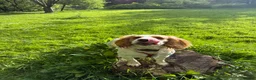 Cocker Spaniel dogs for stud: First Time Stud in Northallerton - Advert 5