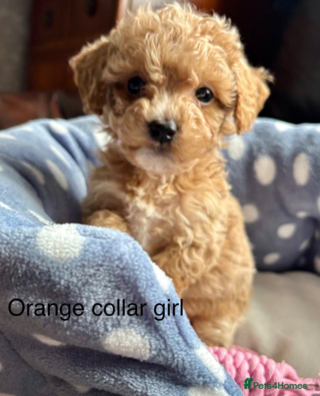 Cavachon dogs for sale: Super friendly, Litter trained Cavapoochon’s - Image 13