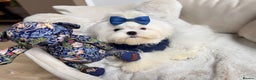 Maltese dogs for sale: Beautiful 6 month old Maltese Puppy Ready Now - Advert 10
