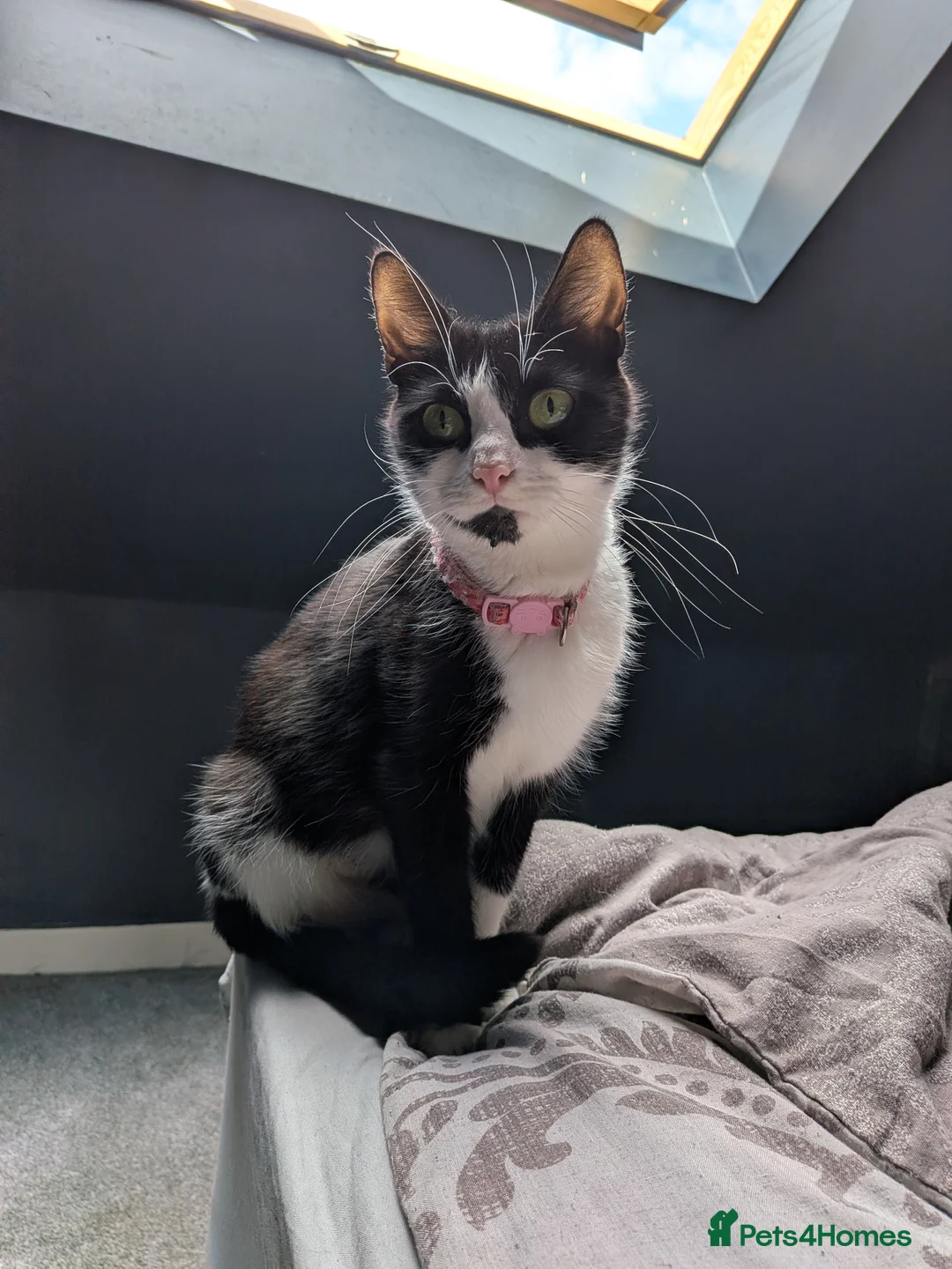 Mixed Breed cats for sale: 5 mixed cats for sale - Advert 6