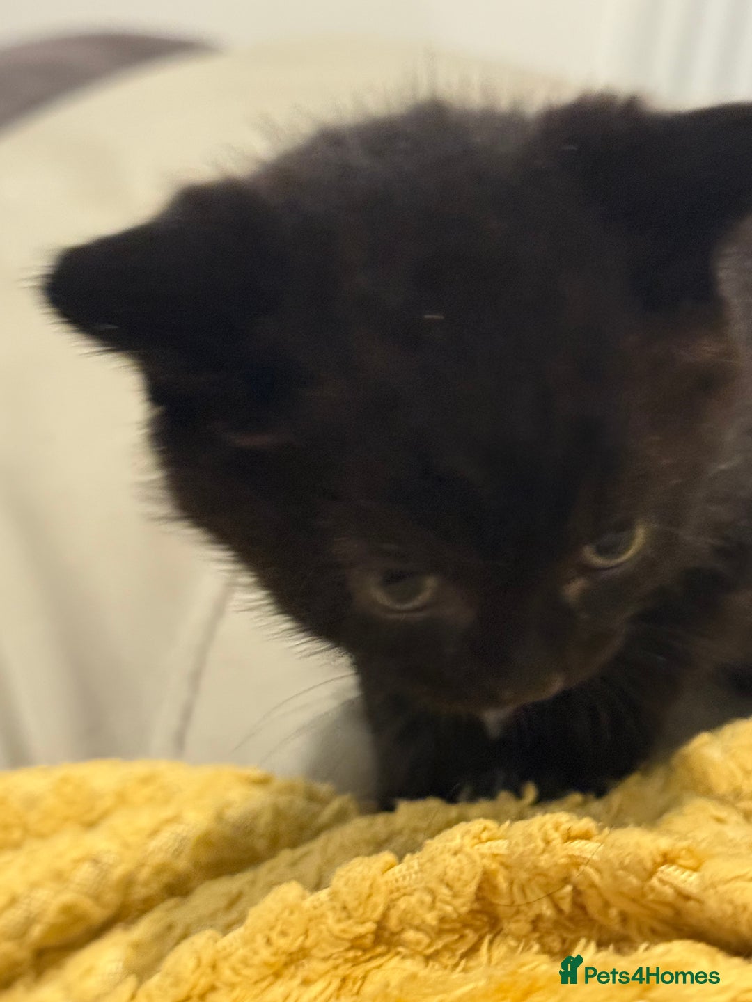 Mixed Breed cats for sale: 🤩🤩 10 beautifull fur babies 🤩🤩 - Advert 33