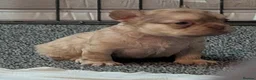French Bulldog dogs for sale: 🔥 Unbelievable litter of 11 French Bulldogs 😍 in Barnsley - Advert 11