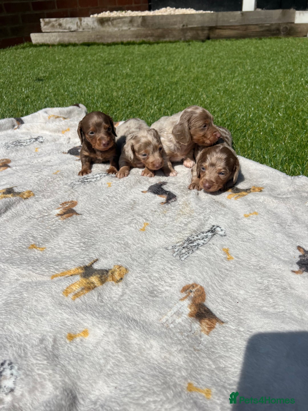 Miniature Dachshund dogs for sale: Stunning miniature long haired Dachshund’s  - Image 1