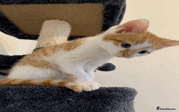 Mixed Breed cats for sale: gorgeous kittens male and female  - Image 6