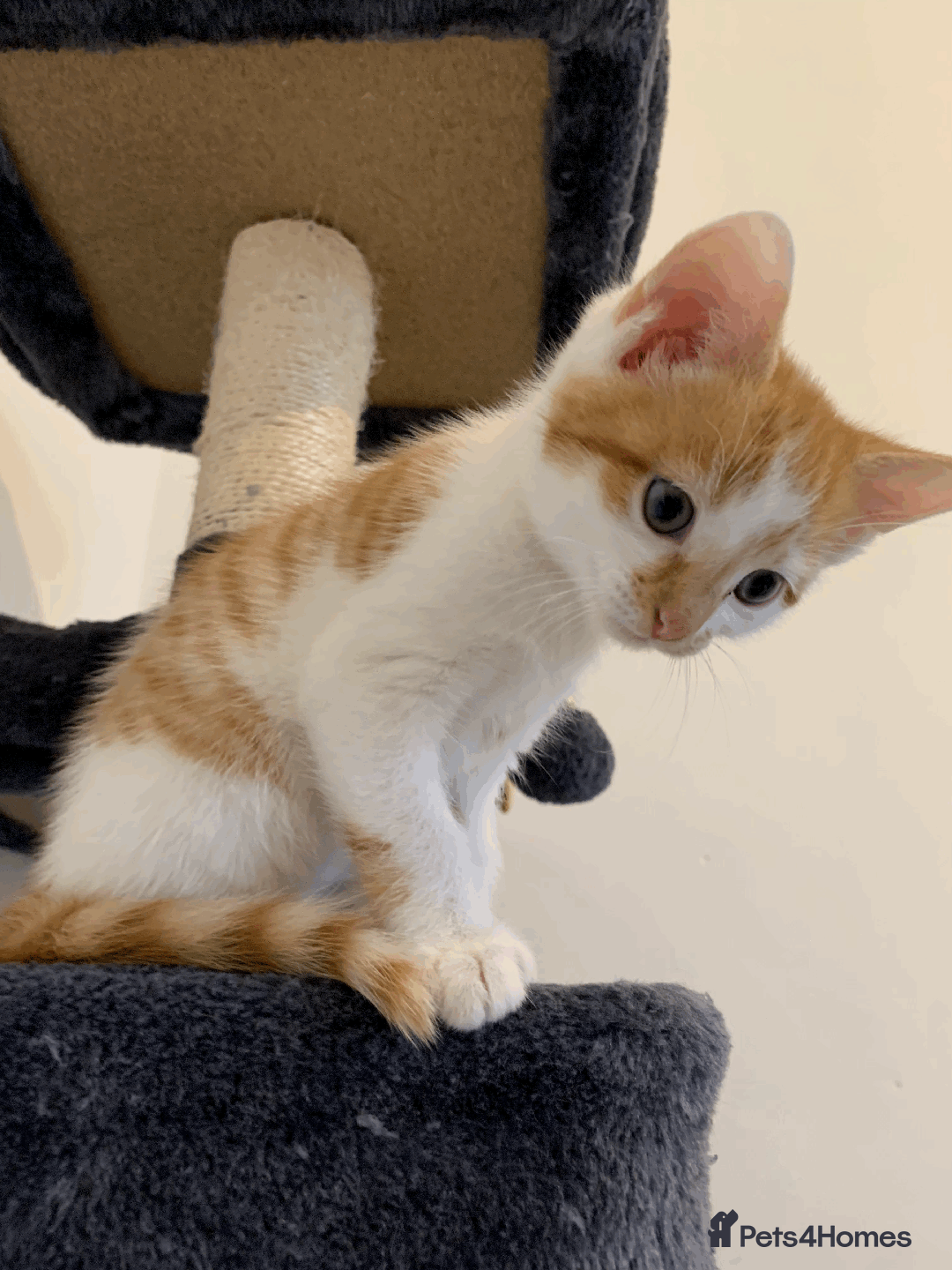 Mixed Breed cats for sale: gorgeous kittens male and female  - Image 6