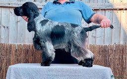 Cocker Spaniel dogs for stud: Blue roan show cocker spaniel stud in Exeter - Image 1