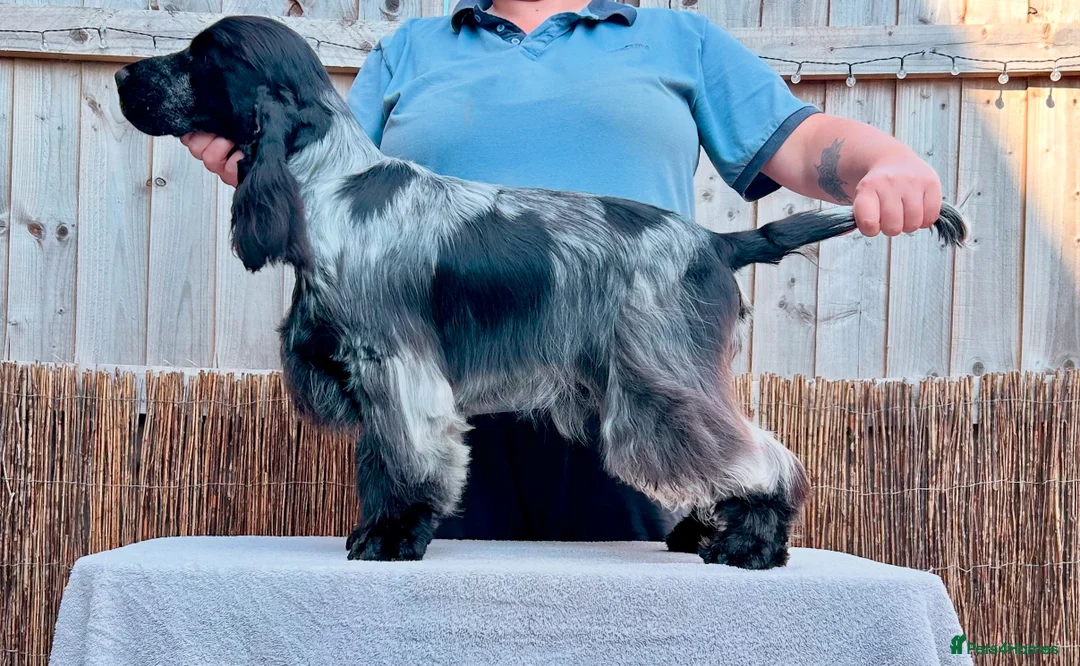 Cocker Spaniel dogs for stud: Blue roan show cocker spaniel stud in Exeter - Advert 2