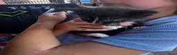 Mixed Breed cats for sale: Kittens  - Advert 1