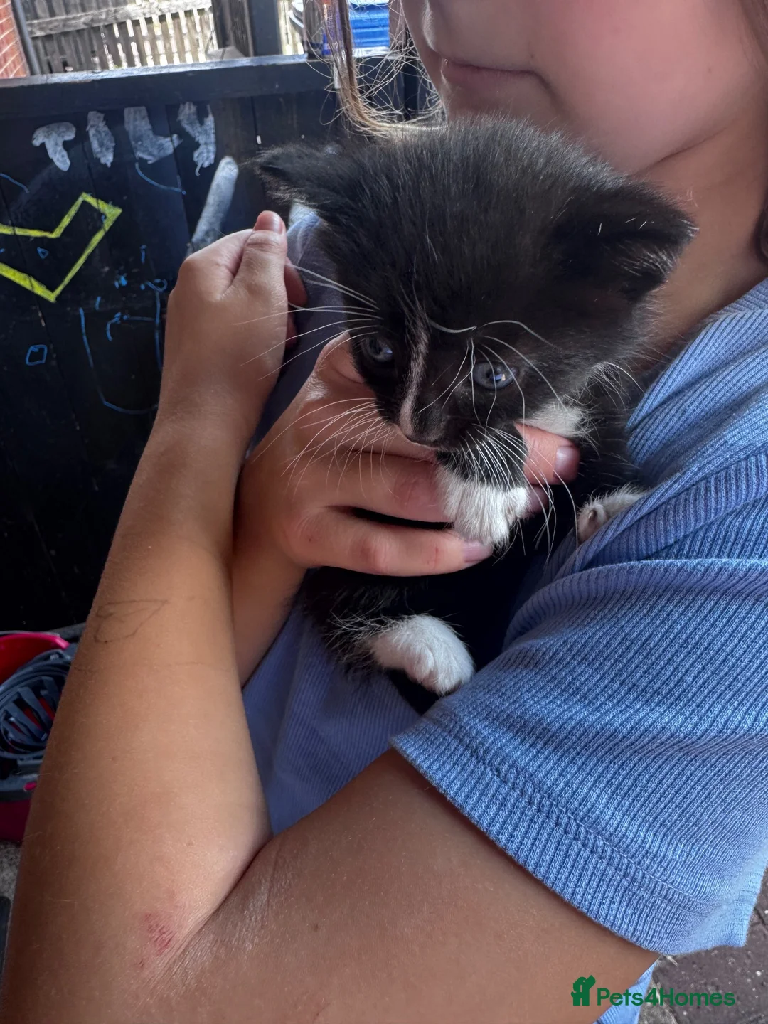 Mixed Breed cats for sale: Kittens  - Advert 1