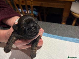 Shih Tzu dogs Bailey for stud in Spalding - Advert 23