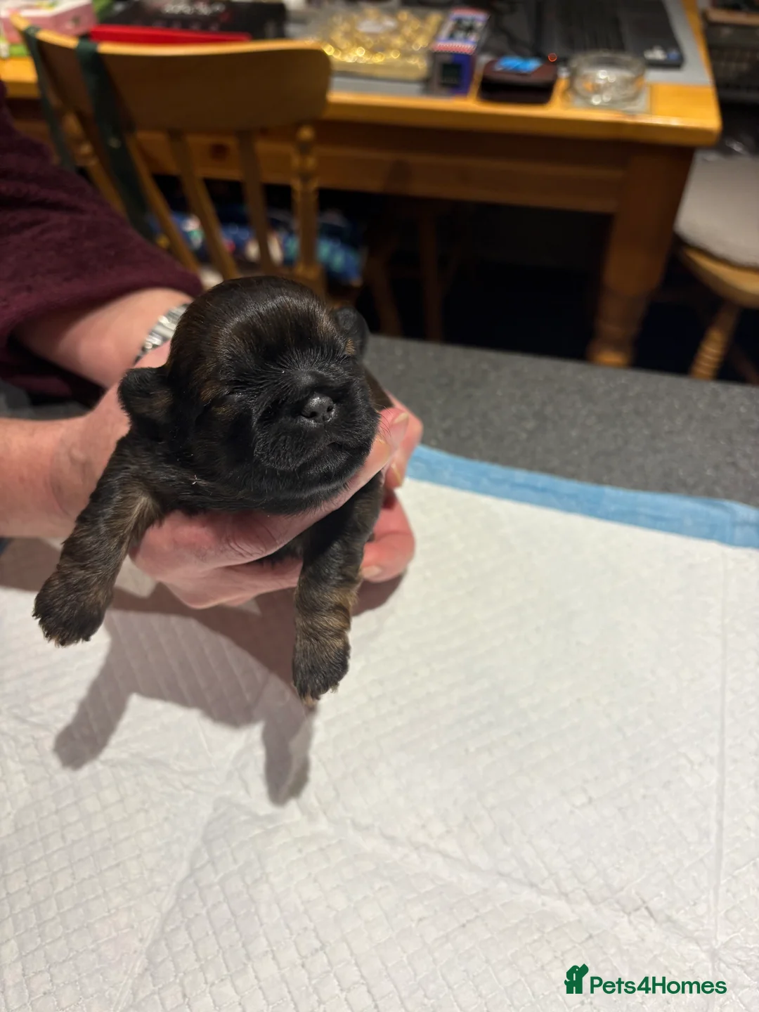 Shih Tzu dogs for stud: Bailey for stud in Spalding - Advert 3