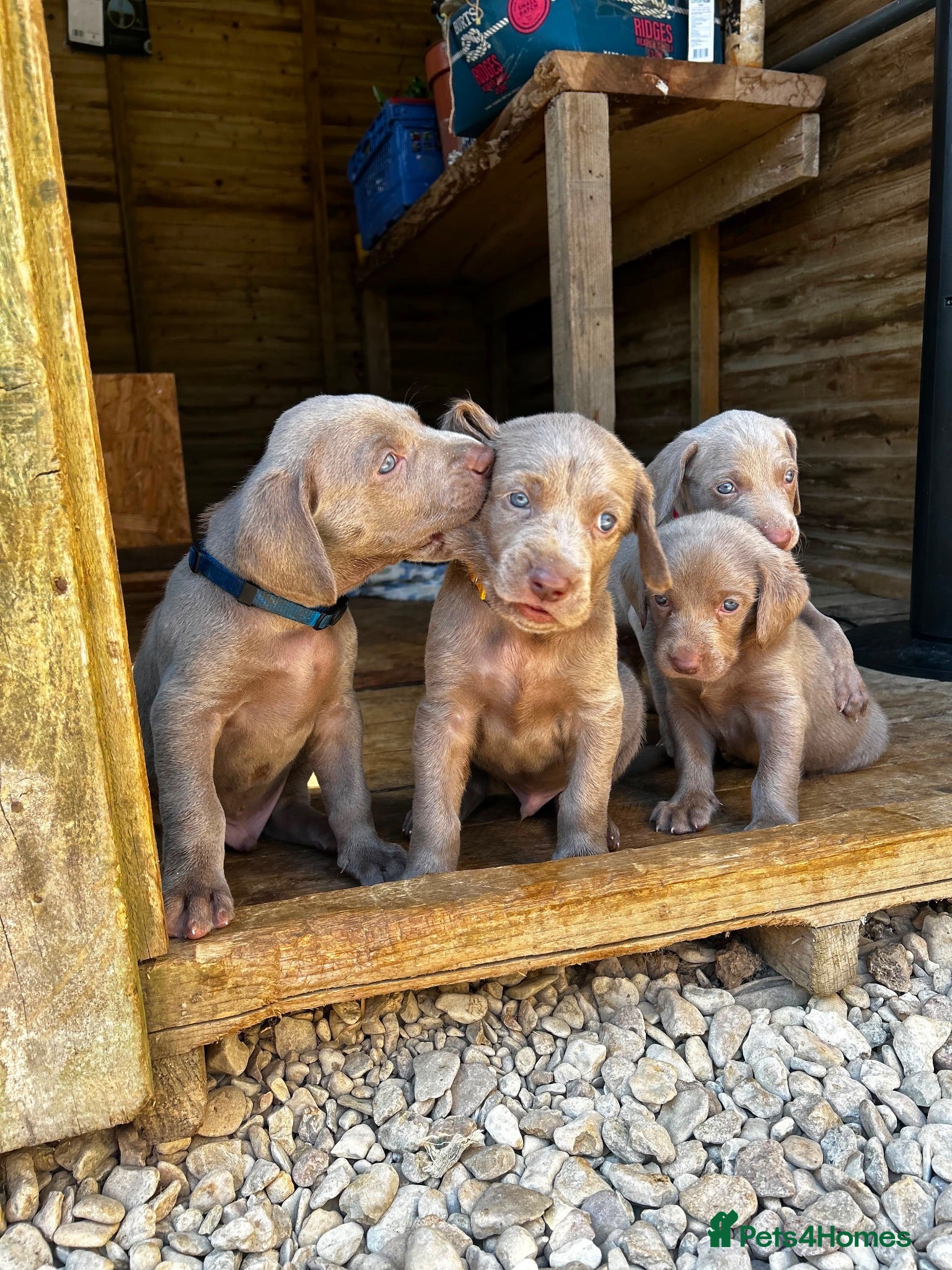 Weimaraner dogs Long & Short Haired Weimaraner KC reg - Advert 1