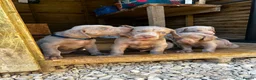 Weimaraner dogs for sale: Long & Short Haired Weimaraner KC reg - Advert 12