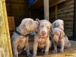 Weimaraner dogs Long & Short Haired Weimaraner KC reg - Advert 1