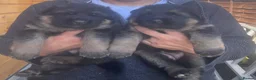 German Shepherd dogs for sale: Exceptional German Shepherd Puppies  - Advert 9