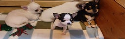 Chihuahua dogs for sale:  Tiny dog chihuahua - Advert 14