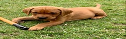 Labrador Retriever dogs for stud: Fox Red Labrador for Stud in Leeds - Advert 8