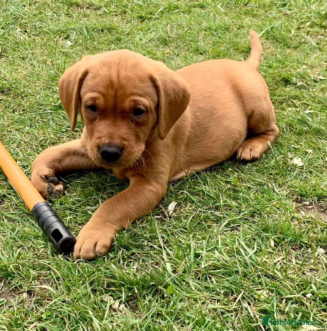 Labrador Retriever dogs for stud: Fox Red Labrador for Stud in Leeds - Advert 8