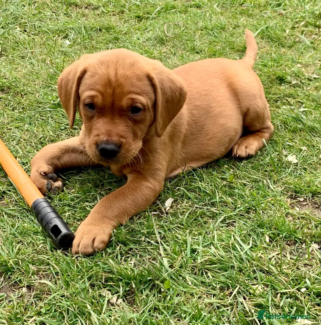 Labrador Retriever dogs for stud: Fox Red Labrador for Stud in Leeds - Advert 8