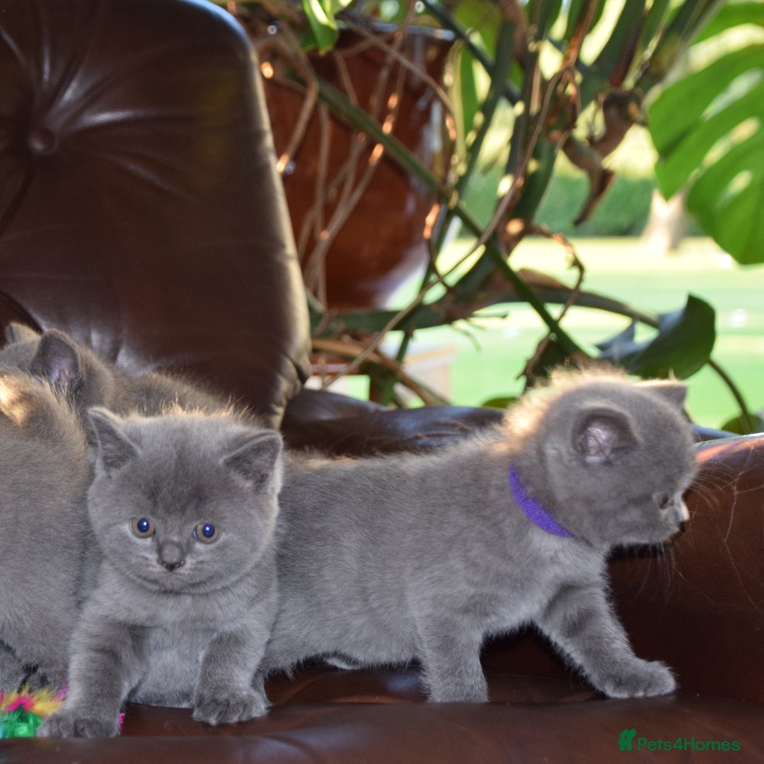 British Shorthair cats for sale: BSH Blue kittens, 3xgirls 3xboys - Image 9