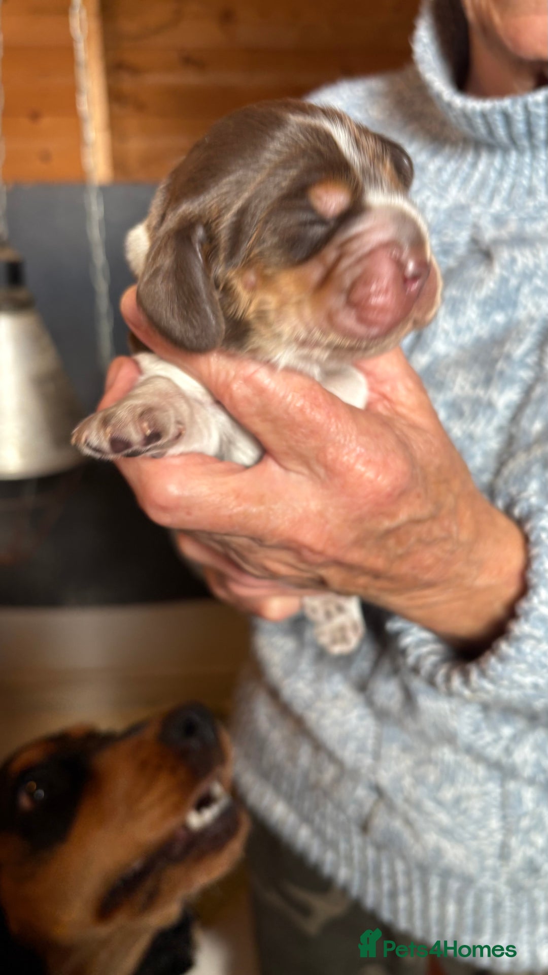 Cocker Spaniel dogs for sale: Show cocker spaniel pups  - Image 4