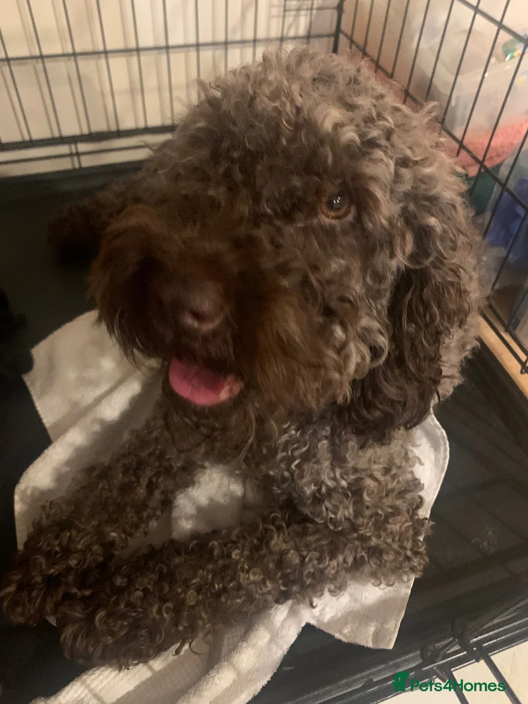 Cockapoo dogs for sale: Rare Black Tightly Curled Cockapoo Puppies - Advert 2