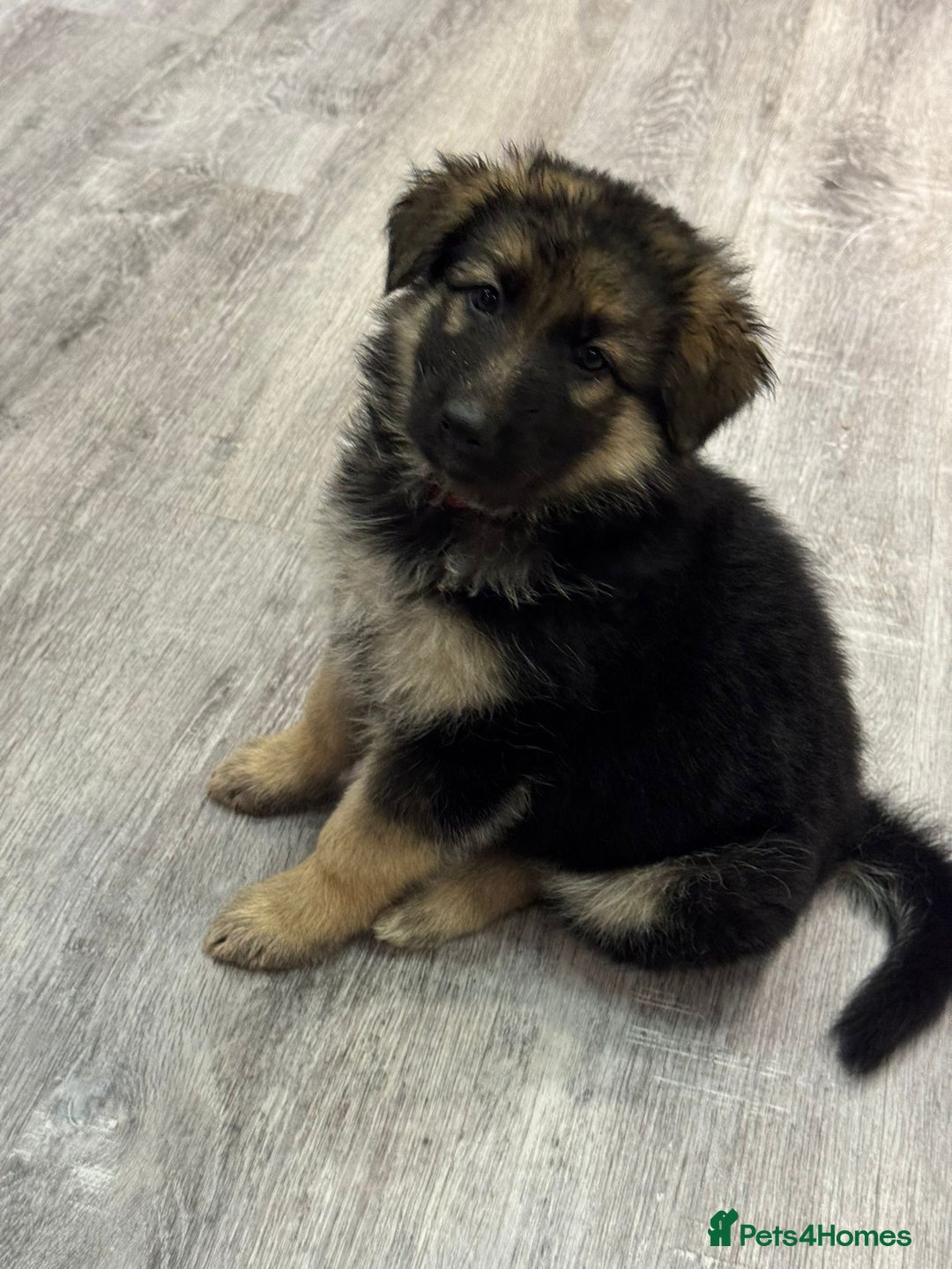 German Shepherd dogs for sale: german shepherd puppies full pedigree  - Advert 18