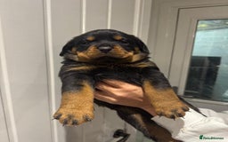 Rottweiler dogs for sale: Rottweiler puppies  - Image 6