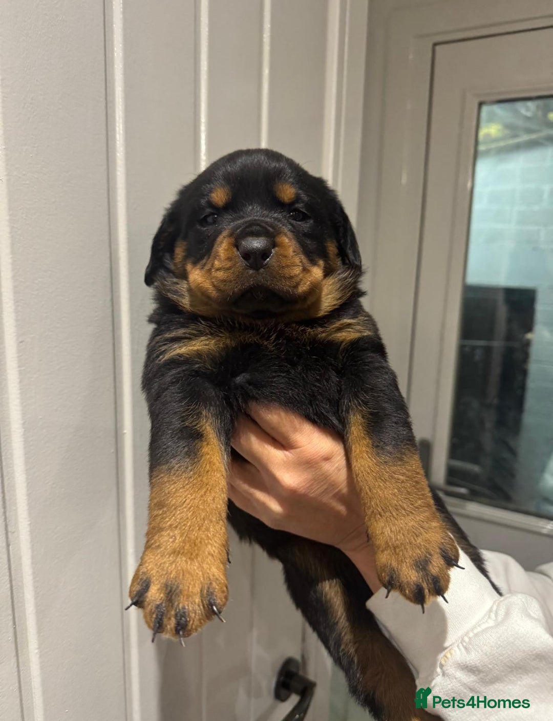 Rottweiler dogs for sale: Rottweiler puppies  - Image 6
