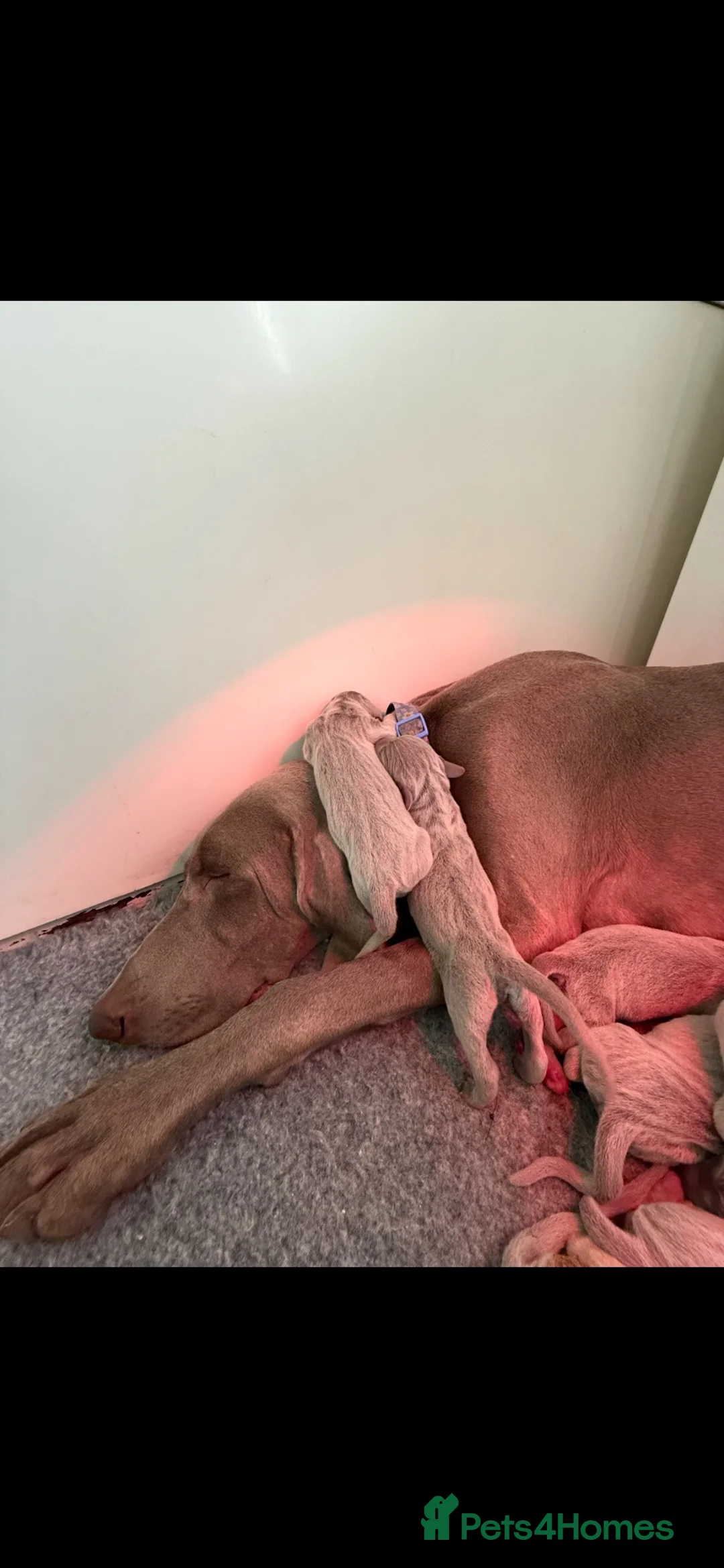 Weimaraner dogs for sale: Weimaraner pups, kc reg , 7 boys , 2 girls - Advert 2