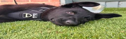 German Shepherd dogs for sale: Outstanding KC reg straight back German Sheppard  - Advert 3