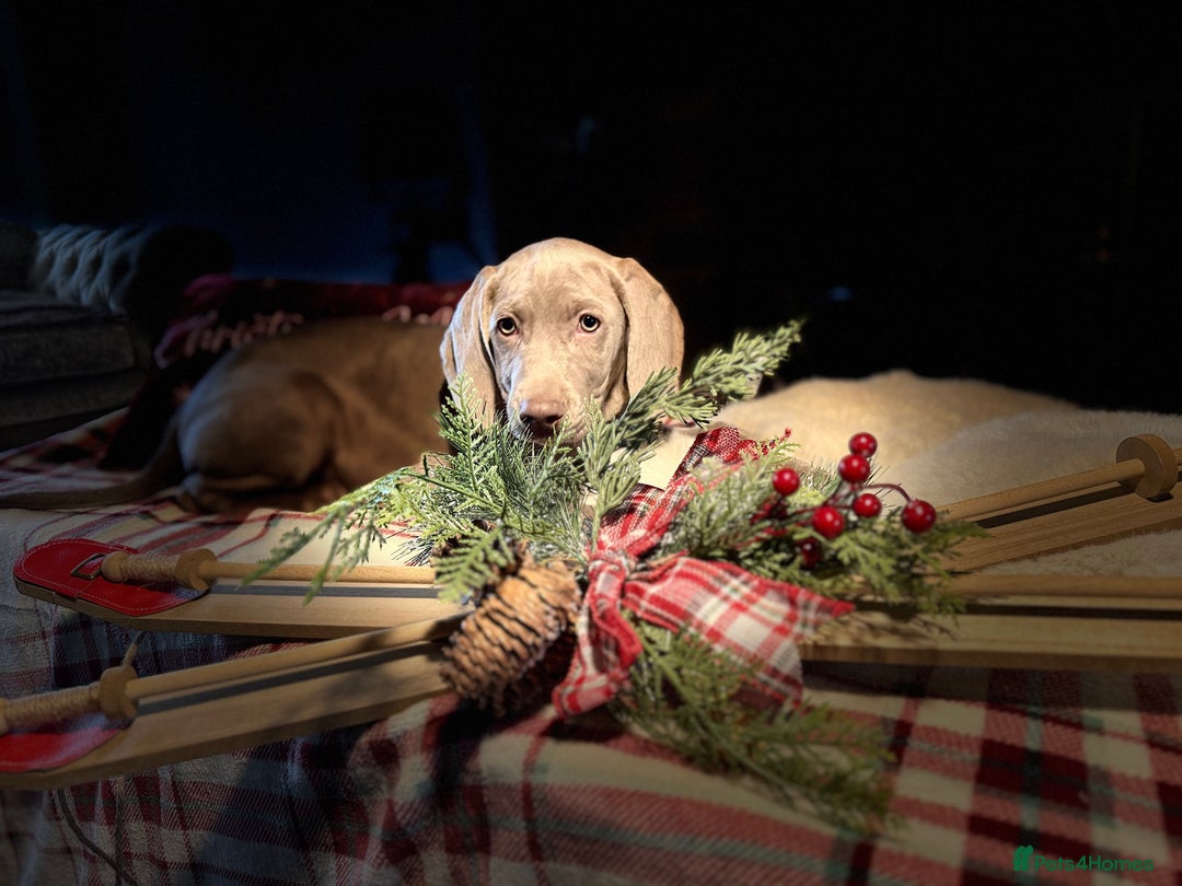 Weimaraner dogs for sale: ✨READY NOW✨ LAST FEW GIRLS✨ KC Reg Pups  ✨ - Advert 38