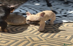 French Bulldog dogs for sale: Beautiful frenchie pups in Leeds - Image 7